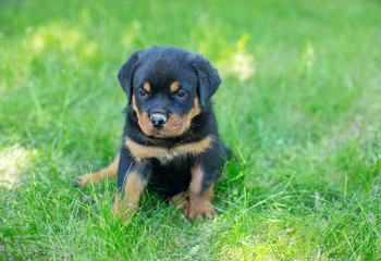 Cute Rottweiler puppy laying and playing in the grass outdoors