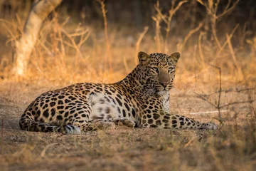Deurstickers Luipaard A sub adult male leopard of jhalana forest area