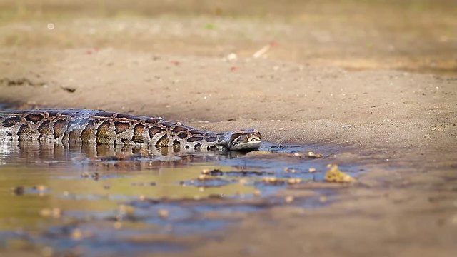 Asian Python in Bardia national park, Nepal - specie Python molurus family of Pythonidae