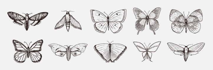 Fototapeta na wymiar Collection of butterfly or wild moths insects. Mystical symbol or entomological of freedom. Engraved hand drawn vintage sketch for wedding card or logo. Vector illustration. Arthropod animals.
