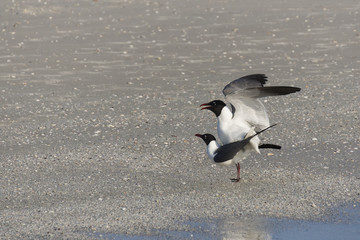 Laughing Gulls ( Leucophaeus atricilla) mating on a Gulf Coast beach near St. Pete Beach, Florida.