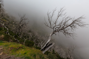 Creepy landscape showing a misty dark forest with dead white trees
