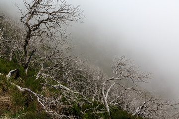 Obraz na płótnie Canvas Creepy landscape showing a misty dark forest with dead white trees