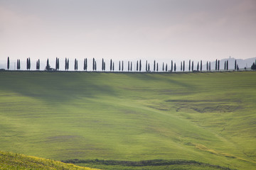 Fototapeta premium green summer landscape in tuscany, Italy