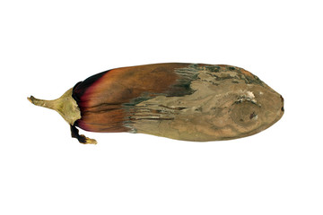 Rotten eggplant isolated on white background