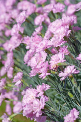 Obraz premium Chinesische Nelke, Dianthus chinensis