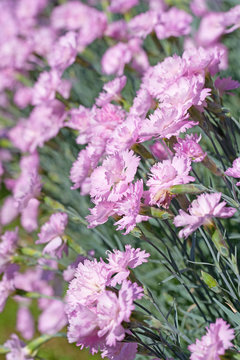 Chinesische Nelke, Dianthus chinensis