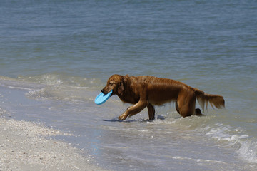 Mixed breed dog walking out of clear water on the Gulf of Mexico after swimming to retrieve a toy.  