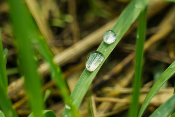 Wassertropfen