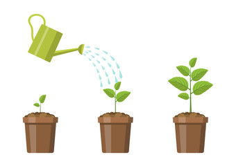 Vector illustration. Plant tree stages.