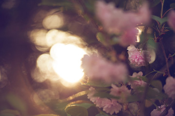 Obraz na płótnie Canvas Spring Blossom