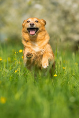 Running mixed breed dog in a flower meadow