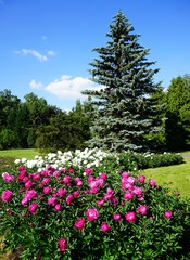 Beautiful blooming peonies (Paeonia) - beautiful green areas of the city 
