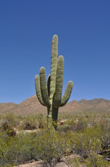 Saguaro National Park, Arizona, Etats-Unis - 207024451