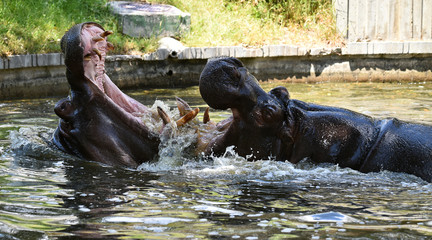 Fototapeta na wymiar hipopotamo