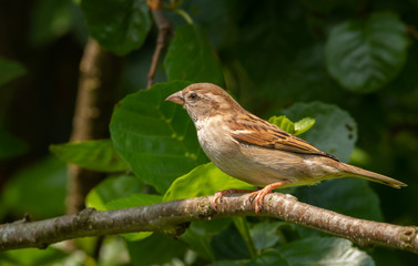 female house sparrow sitting on a branch