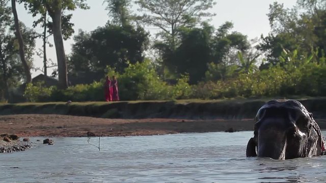 Asian domestic Elephant in Bardia national park, Nepal - specie Elephas maximus family of Elephantidae
