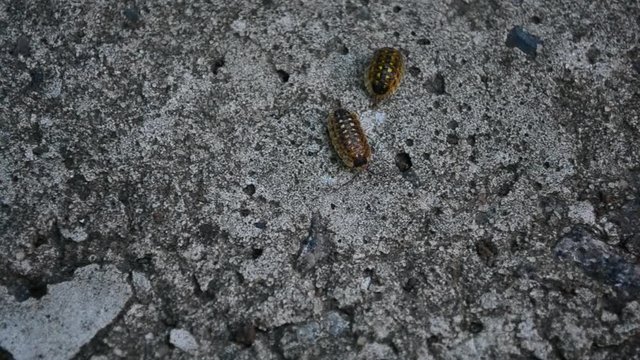 Oniscidea, woodlouse, pill bug, roly-poly