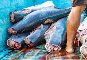 Shark bodies piled in truck, prepared to take to processing plant