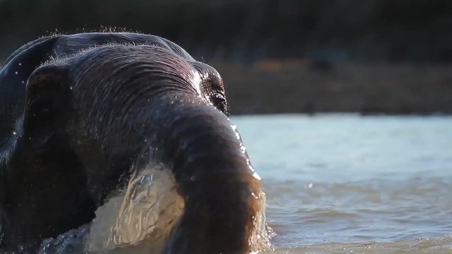 Asian domestic Elephant in Bardia national park, Nepal - specie Elephas maximus family of Elephantidae