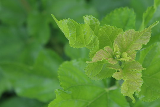 Mulberry Leaves on green background with copy space, Green leaf