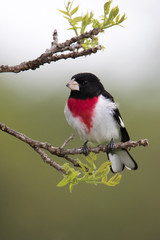 Male Rose-breasted Grosbeak (Pheucticus ludovicianus) perched on a tree branch while searching for food.