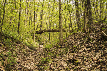 Obraz premium A narrow path winds into the spring woods under a fallen tree that looks like a bridge.