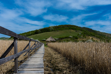 Fototapeta na wymiar Path through reeds; Sic, Romania