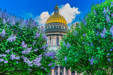 Saint Isaac's Cathedral. Saint Petersburg. Bushes of lilac. St. Petersburg in colors. Summer view of the temple of St. Isaac's Cathedral. Russia. Museums of  Petersburg.