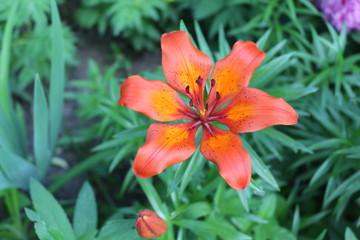 Orange lilies  blooms. Her flowers are very bright.