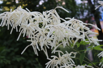 White astilbe blooms