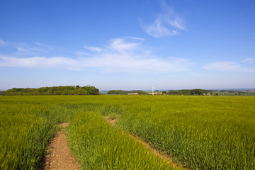 Fototapeta premium Yorkshire Wolds barley crops