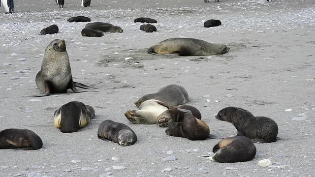 Antarctic fur seal pup close
