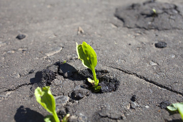 Bright green tufts of grass growing through dark pavement