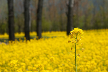 tulip in kashmir flora festival