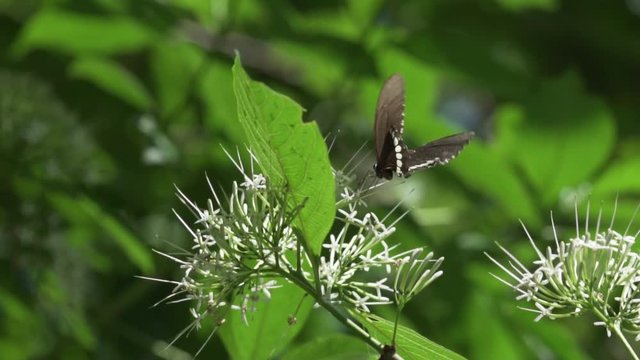 Monarch butterfly closeup on white flower, Thailand - video in slow motion