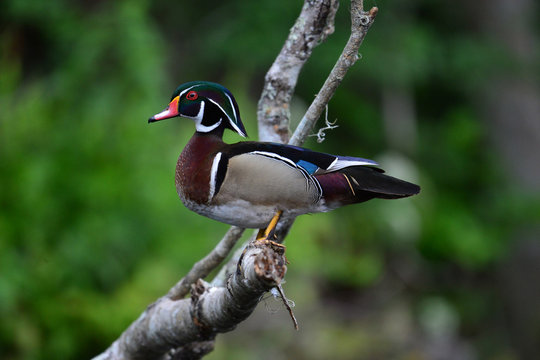 Single wood duck on branch Silver River Ocala Fl