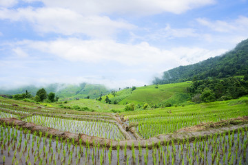 Fototapeta premium Rice terraces field farming in northern Thailand.