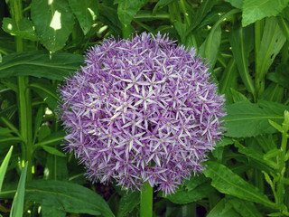 Macro photograph of a blooming allium flower head on a sunny day in the city garden of Pfaffenhofen, Germany