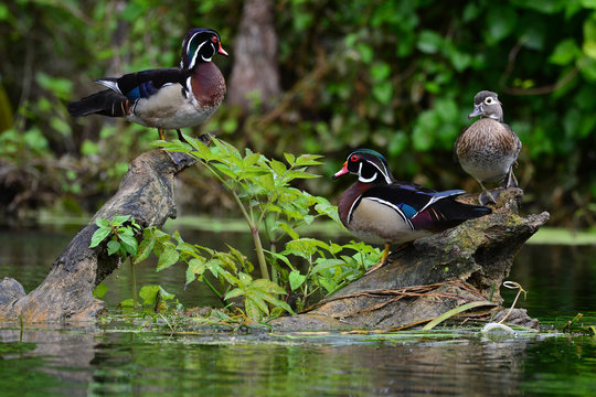 Wood Ducks on the Silver River in Ocala Fl