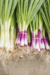 Allum purple and green salad spring onions, scallions at the Farmer's Market