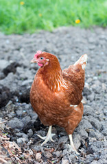 chicken brown looks at the camera