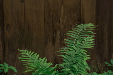 fern leaves and wooden fence 