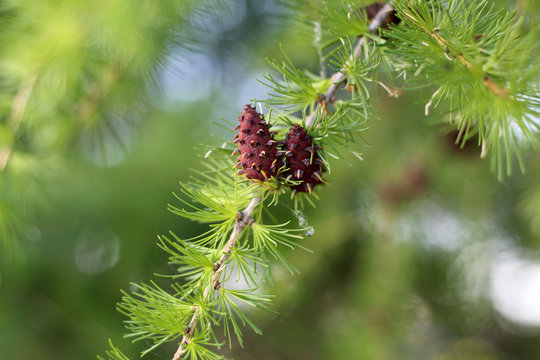 young larch cones in spring, late may.