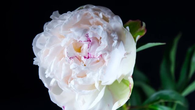 Beautiful white peony flower blooming in timelapse close up