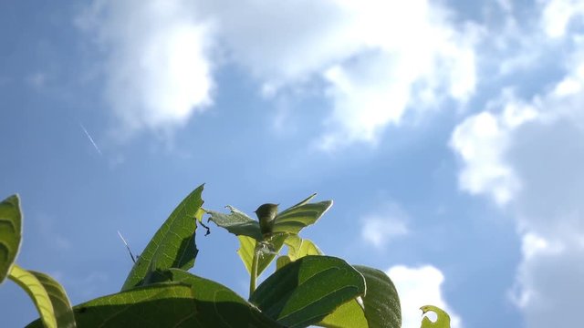 Worm on leaf with blue sky