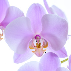 Pinke Phalaenopsis Orchidee isoliert - Makro