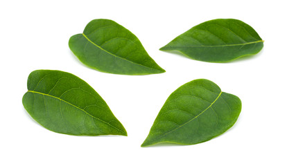 green star gooseberry leaf isolated on white background