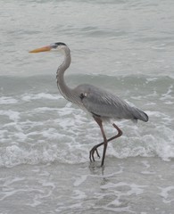 Great blue heron posing in the waves