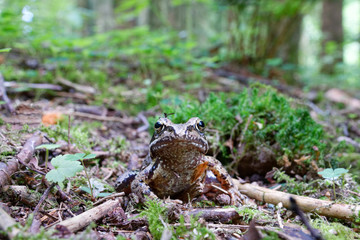 Common Frog ( Rana temporaria )
